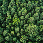 hermoso-arbol-en-medio-de-un-campo-cubierto-de-hierba-con-la-ldsfinea-de-arboles-en-el-fondo