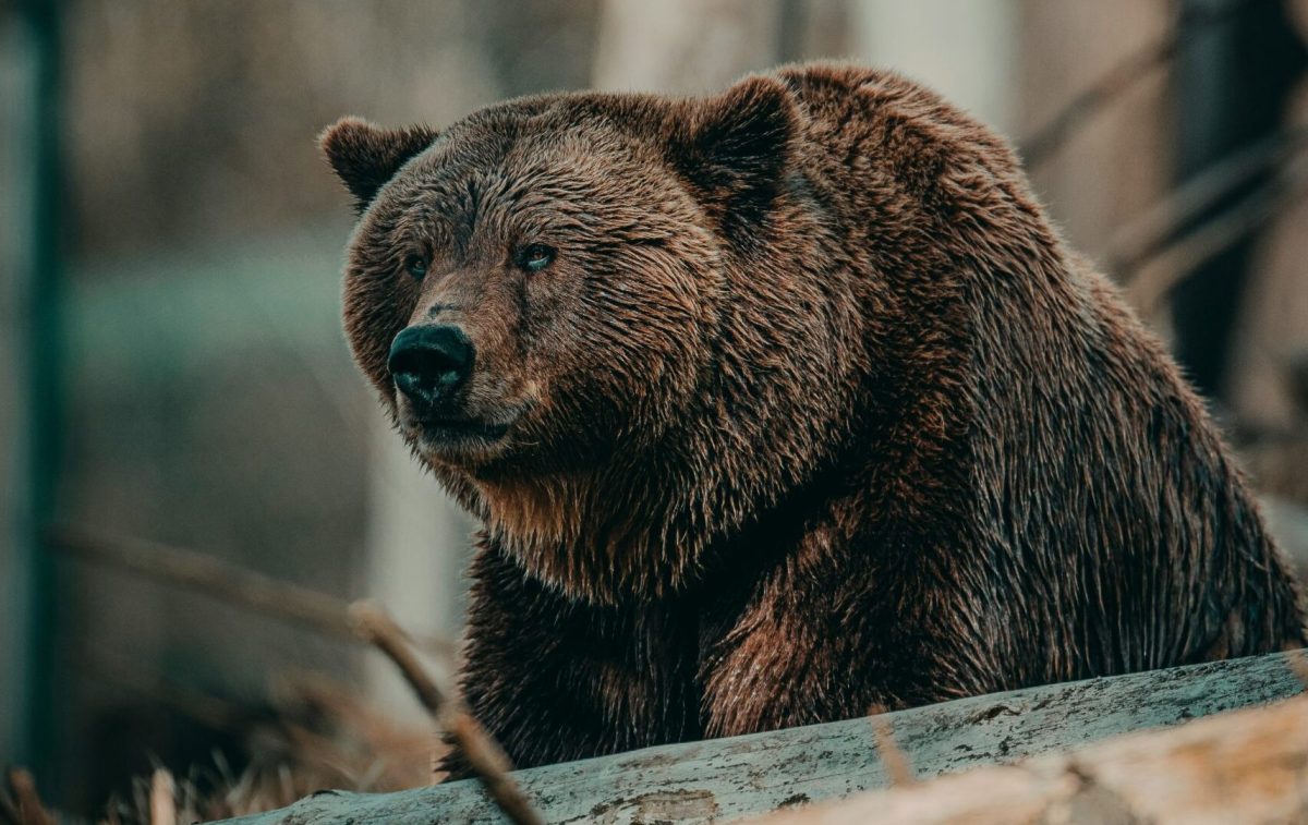 oso-pardo-scaled-e1758980637154